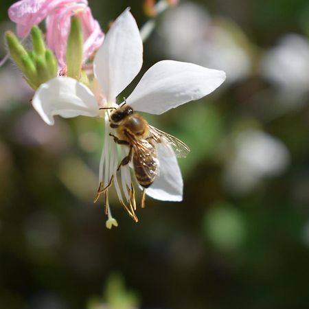 Beehouse - La Casa Delle Api Agriturismo Borso del Grappa Eksteriør billede