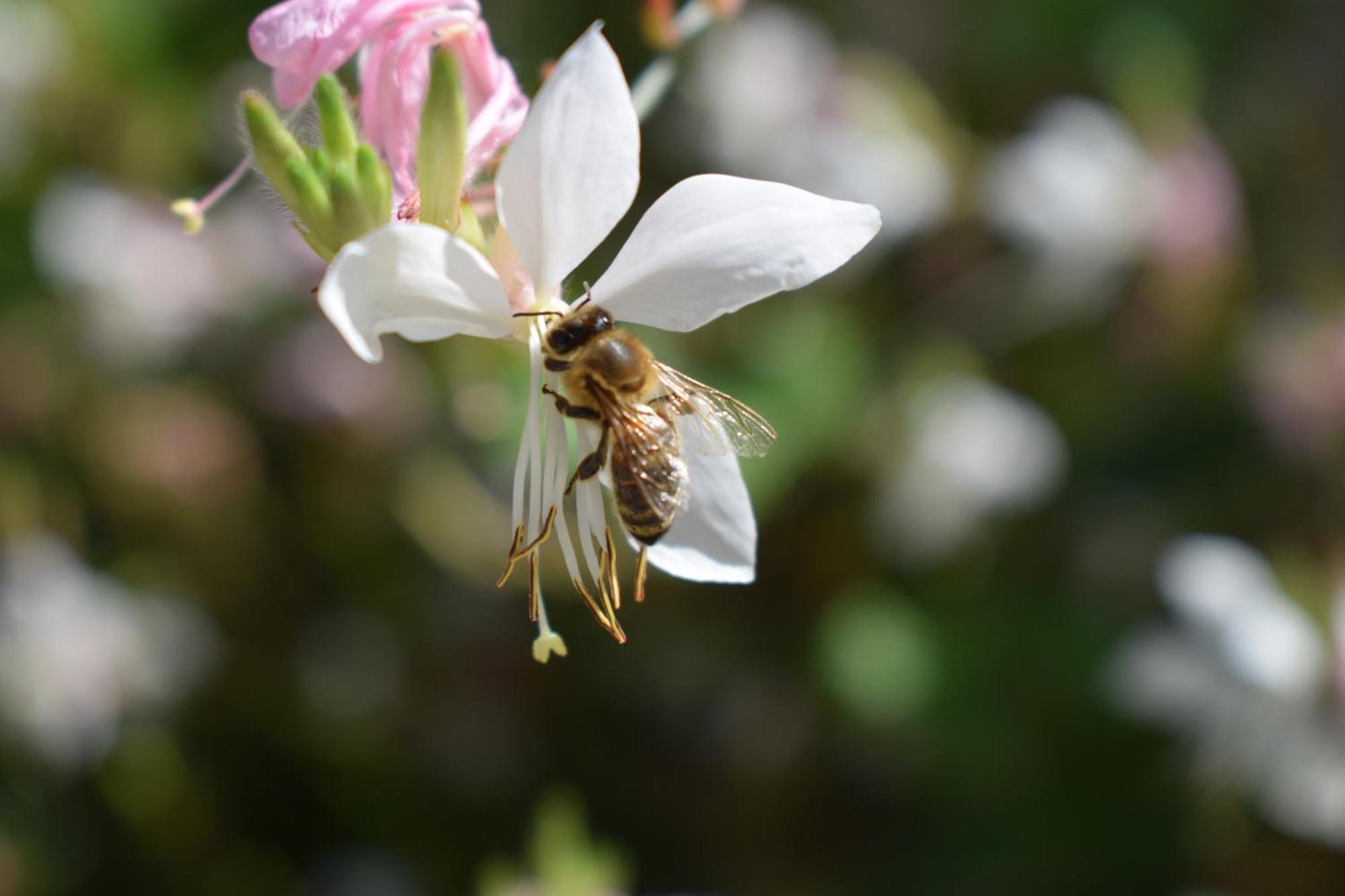 Beehouse - La Casa Delle Api Agriturismo Borso del Grappa Eksteriør billede
